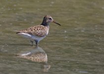 Sandpiper Pectoral Sandpiper Calidris melanotos Alikudi Pool Lesvos 110517 05.jpg