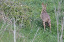 Chinese Water Deer (7).jpg