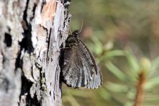 Baltic Grayling lt 3.jpg