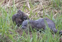 Otter and Water Vole (3).jpg