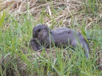 Otter and Water Vole (4).jpg