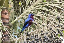 Banded-Cotinga---Copy.jpg