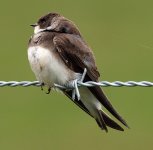 Is this a Sand Martin.JPG