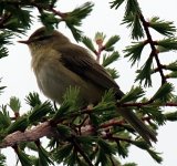 Is this a Willow Warbler.JPG