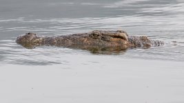 IMG_1800 Web Croc.jpg