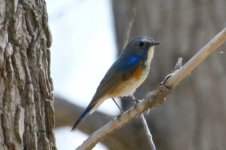 Red-Flanked Bluetail.jpg