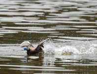 WH Duck_Boughaba_220417g.jpg