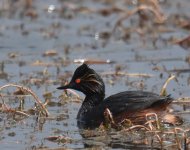 BN Grebe_Dayet Aoua_210417a.jpg