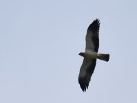 Booted Eagle_Azrou_210417a.jpg