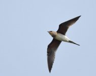 Collared Pratincole_Skhirat_230417a.jpg