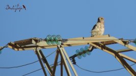 2017.05.24 Short-toed Eagle.JPG