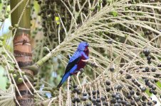 Banded-Cotinga11.jpg