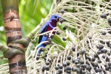 Banded-Cotinga2.jpg