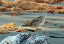 Whimbrel.jpg