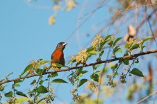 Cherrie's Tanager Female.jpg