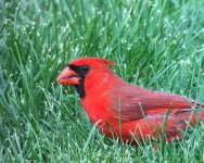 cardinal one.jpg
