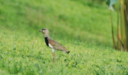 Southern Lapwing.jpg