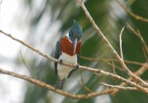 Amazon Kingfisher2.jpg