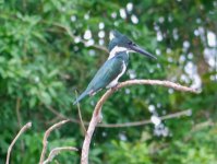 Amazon Kingfisher3.jpg