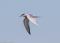 Commom Tern-9320.jpg