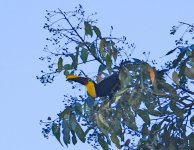 Black mandibled Toucan.jpg