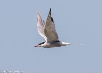 Commom Tern-9322.jpg