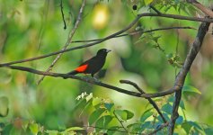 Cherrie's Tanager male.jpg