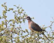 Laughing Dove_Oualidia_080417a.jpg
