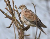 Turtle Dove_Oued Massa_100417a.jpg