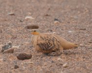 Spotted Sandgrouse_Yasmina_200417a.jpg