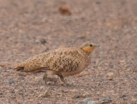 Spotted Sandgrouse_Yasmina_200417b.jpg