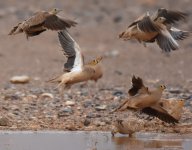 Crowned Sandgrouse_Yasmina_200417d.jpg