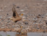 Spotted Sandgrouse_Yasmina_200417d.jpg