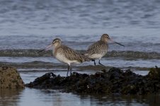 Bar Tailed Godwit.jpg