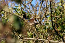 Fieldfare back of in village.jpg