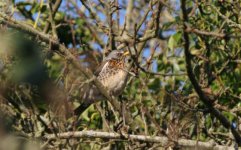 Fieldfare in village side_front.jpg