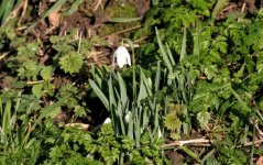 Snowdrop first 413.jpg