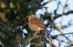 Song Thrush 422side.jpg