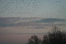 Starlings2.jpg