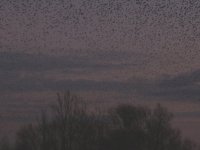 Starlings4.jpg