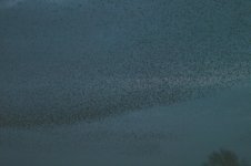 Starlings5.jpg