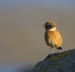 Stonechat.jpg