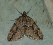 My-Moths-carpetsp.jpg