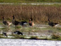 greylag geese lurgangreen jan 07.jpg