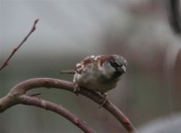 Garden birds 019_edited.jpg