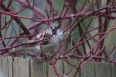 Garden birds 024_edited.jpg