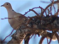 EurasianCollaredDove.jpg