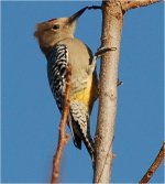 GilaWoodpecker.jpg