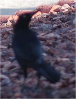 Great-tailedGrackle.jpg