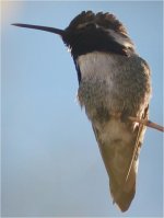 CostasHummingbird.jpg